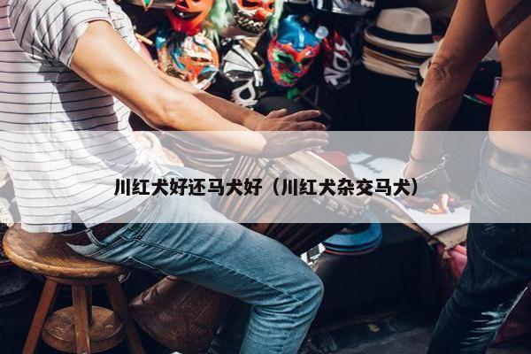 川红犬好还马犬好（川红犬杂交马犬）