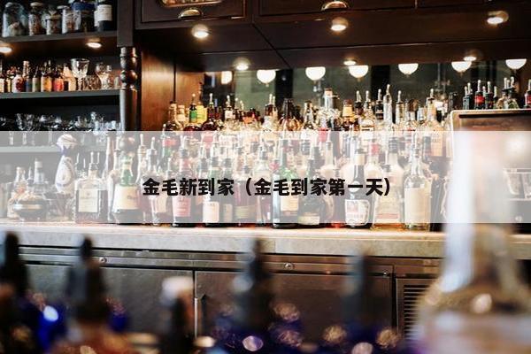 金毛新到家（金毛到家第一天）