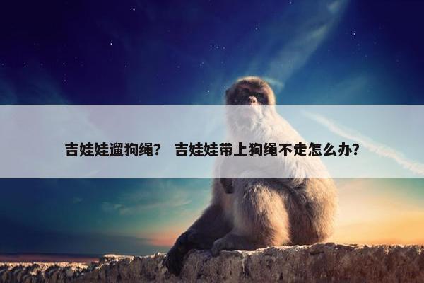 吉娃娃遛狗绳？ 吉娃娃带上狗绳不走怎么办？