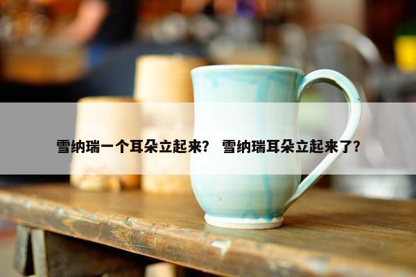 雪纳瑞一个耳朵立起来？ 雪纳瑞耳朵立起来了？