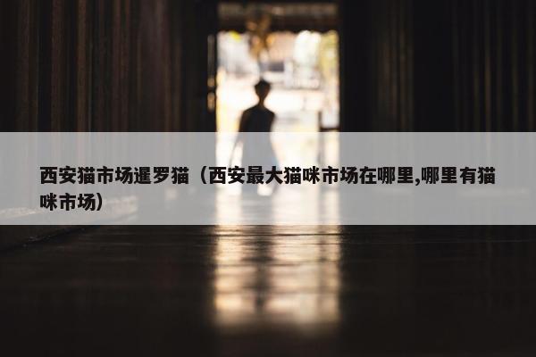 西安猫市场暹罗猫（西安最大猫咪市场在哪里,哪里有猫咪市场）