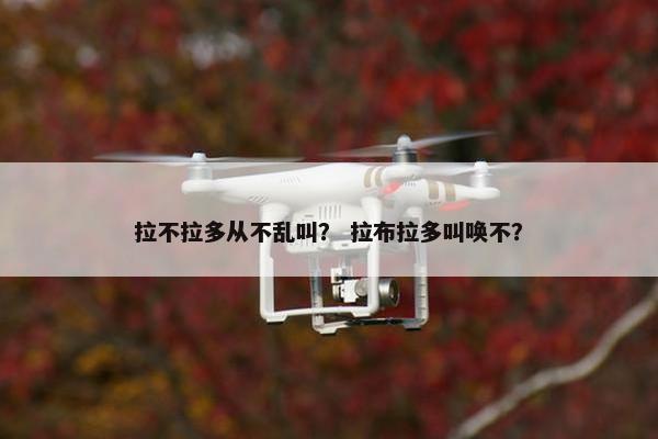 拉不拉多从不乱叫？ 拉布拉多叫唤不？