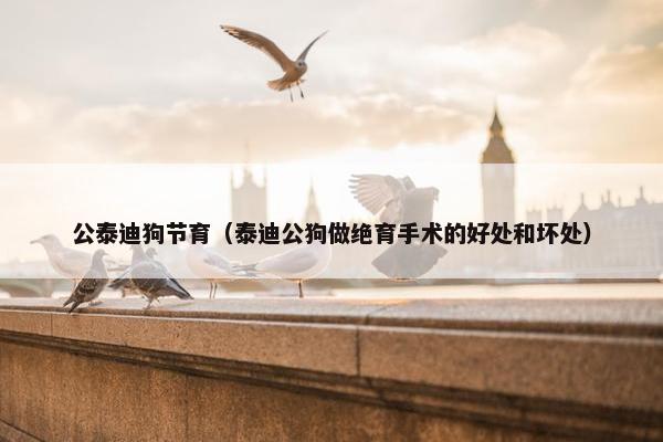 公泰迪狗节育（泰迪公狗做绝育手术的好处和坏处）