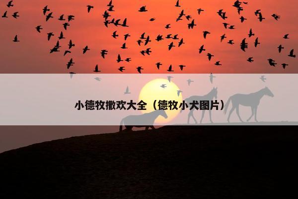 小德牧撒欢大全（德牧小犬图片）