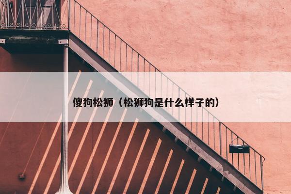 傻狗松狮（松狮狗是什么样子的）