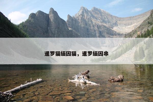 暹罗猫缅因猫，暹罗缅因串