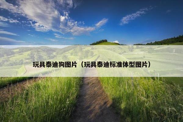 玩具泰迪狗图片（玩具泰迪标准体型图片）