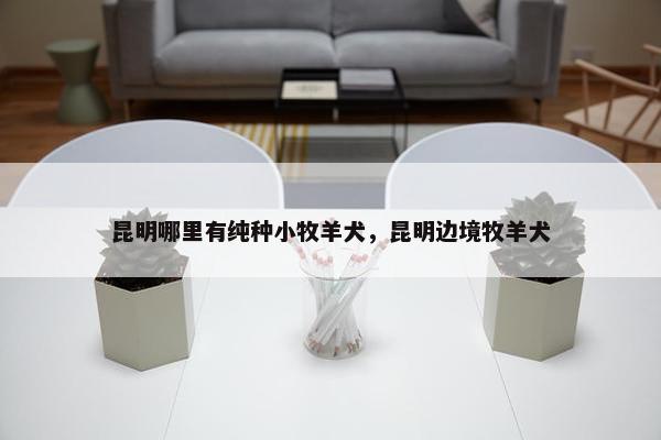 昆明哪里有纯种小牧羊犬，昆明边境牧羊犬