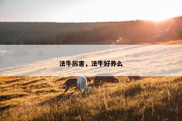 法牛厉害，法牛好养么