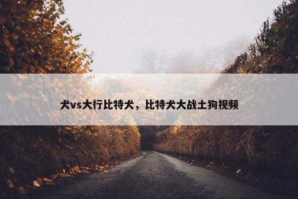 犬vs大行比特犬，比特犬大战土狗视频
