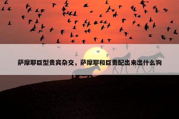 萨摩耶巨型贵宾杂交，萨摩耶和巨贵配出来出什么狗