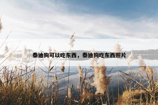 泰迪狗可以吃东西，泰迪狗吃东西照片
