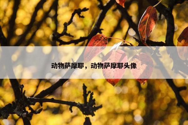 动物萨摩耶，动物萨摩耶头像