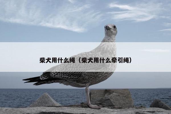 柴犬用什么绳（柴犬用什么牵引绳）