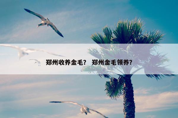 郑州收养金毛？ 郑州金毛领养？