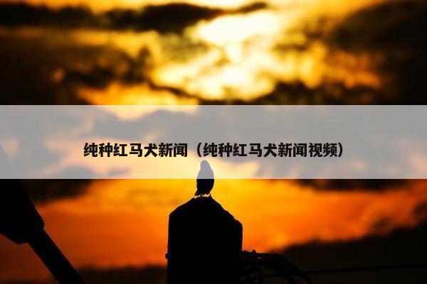 纯种红马犬新闻（纯种红马犬新闻视频）