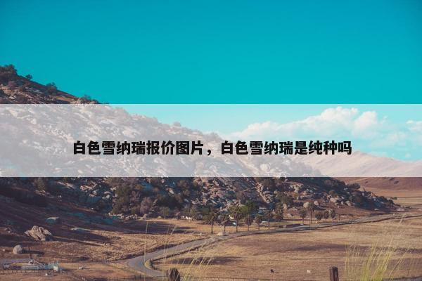 白色雪纳瑞报价图片，白色雪纳瑞是纯种吗