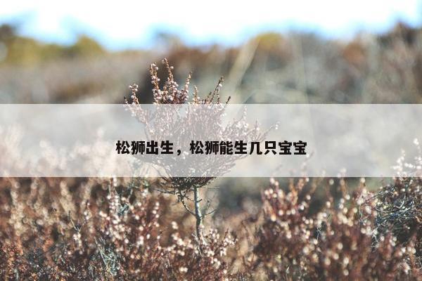松狮出生，松狮能生几只宝宝