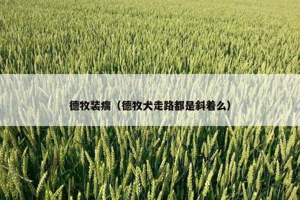德牧装瘸（德牧犬走路都是斜着么）
