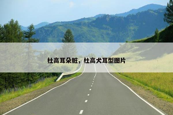杜高耳朵脏，杜高犬耳型图片