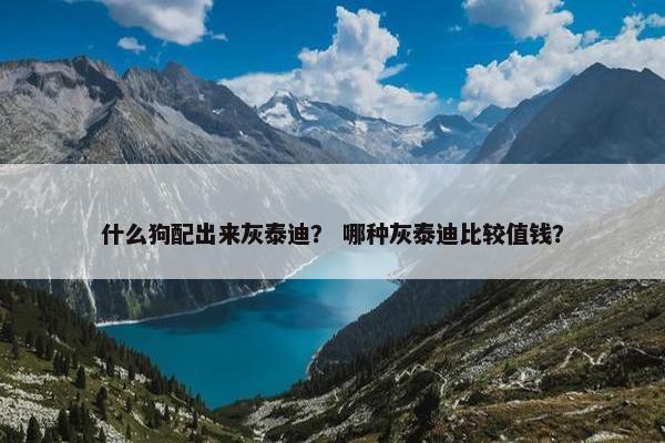 什么狗配出来灰泰迪？ 哪种灰泰迪比较值钱？