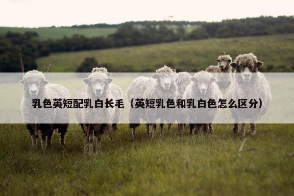 乳色英短配乳白长毛（英短乳色和乳白色怎么区分）