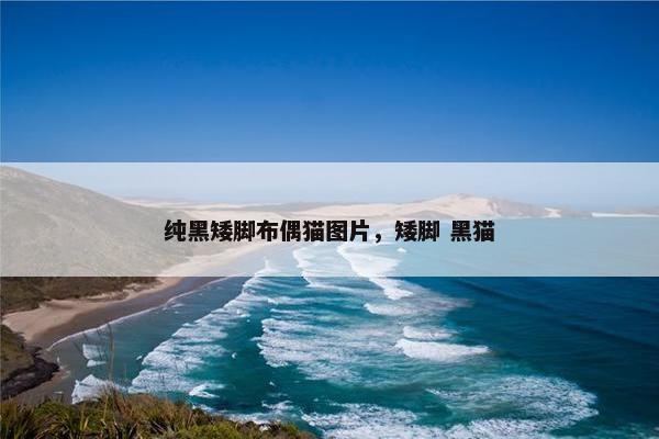 纯黑矮脚布偶猫图片，矮脚 黑猫