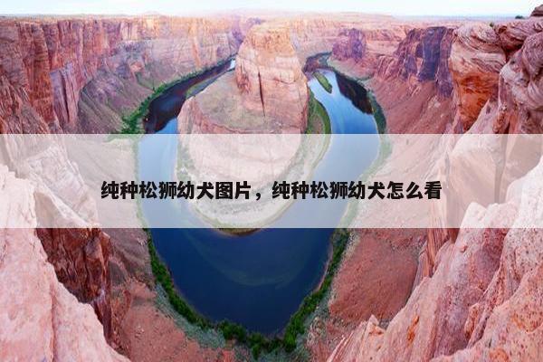 纯种松狮幼犬图片，纯种松狮幼犬怎么看
