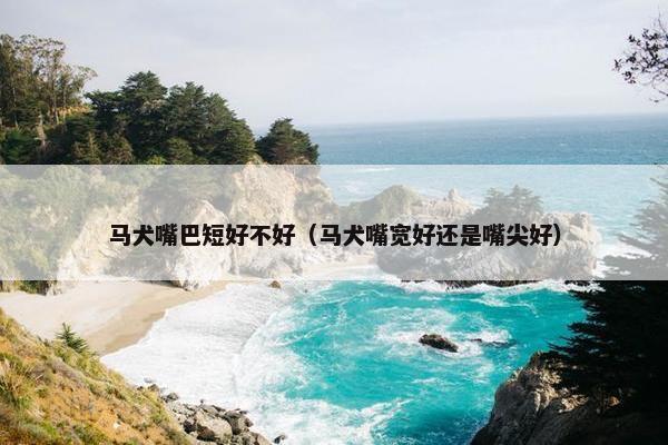 马犬嘴巴短好不好（马犬嘴宽好还是嘴尖好）