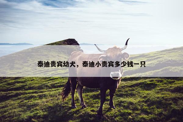 泰迪贵宾幼犬，泰迪小贵宾多少钱一只