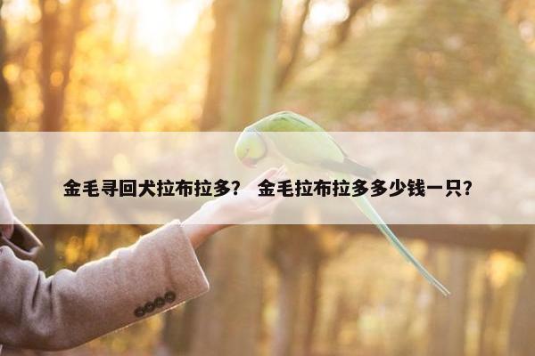 金毛寻回犬拉布拉多？ 金毛拉布拉多多少钱一只？