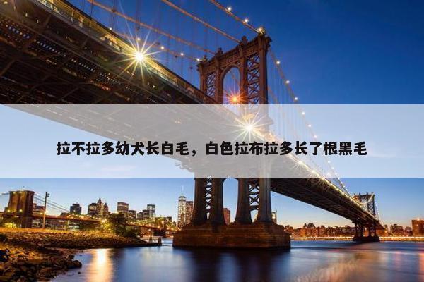 拉不拉多幼犬长白毛，白色拉布拉多长了根黑毛
