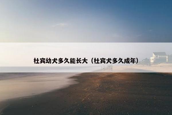 杜宾幼犬多久能长大（杜宾犬多久成年）
