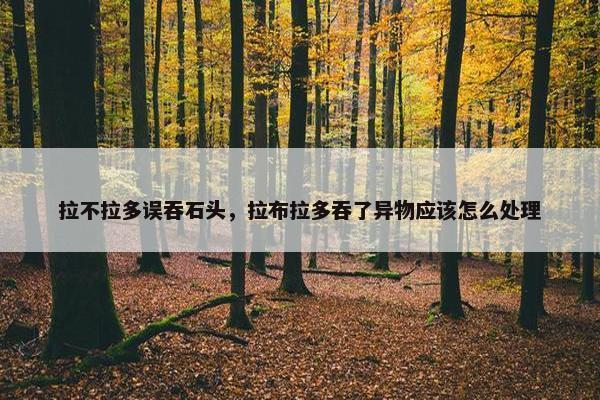 拉不拉多误吞石头，拉布拉多吞了异物应该怎么处理