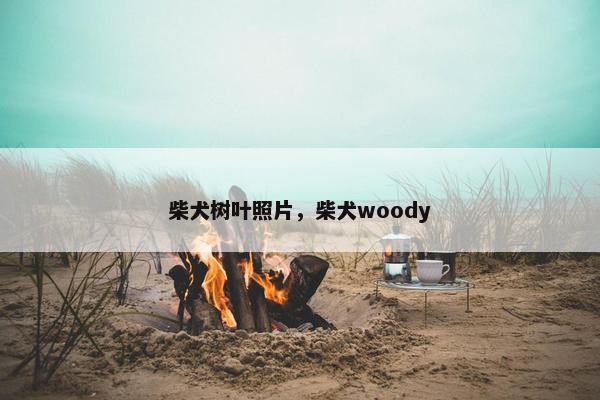 柴犬树叶照片，柴犬woody