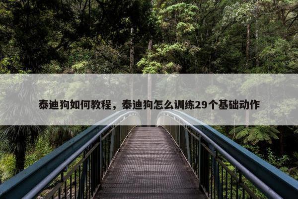 泰迪狗如何教程，泰迪狗怎么训练29个基础动作