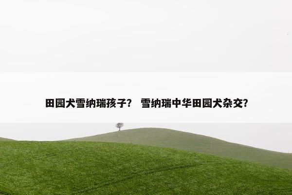 田园犬雪纳瑞孩子？ 雪纳瑞中华田园犬杂交？