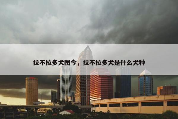 拉不拉多犬图今，拉不拉多犬是什么犬种