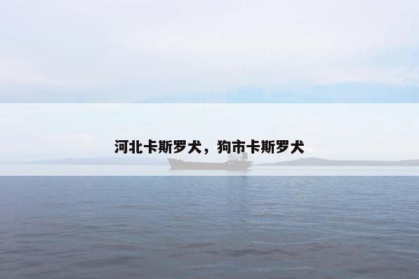 河北卡斯罗犬，狗市卡斯罗犬