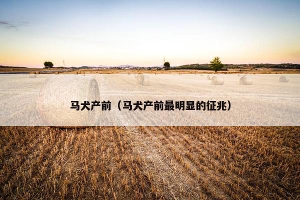 马犬产前（马犬产前最明显的征兆）