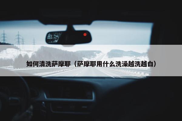 如何清洗萨摩耶（萨摩耶用什么洗澡越洗越白）