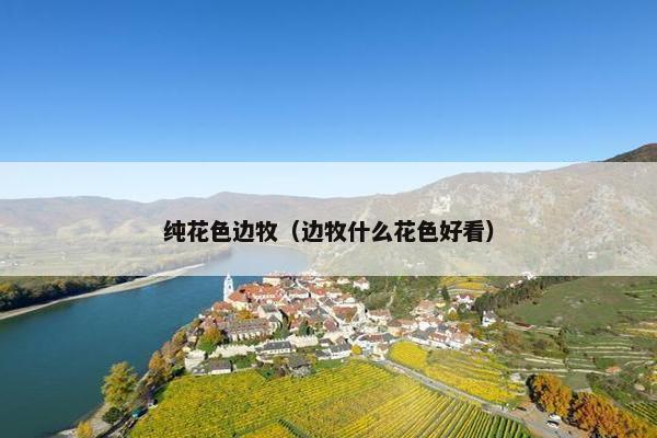 纯花色边牧（边牧什么花色好看）