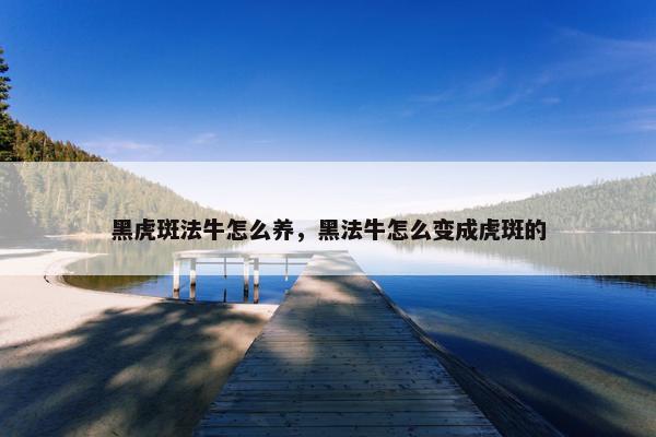 黑虎斑法牛怎么养，黑法牛怎么变成虎斑的