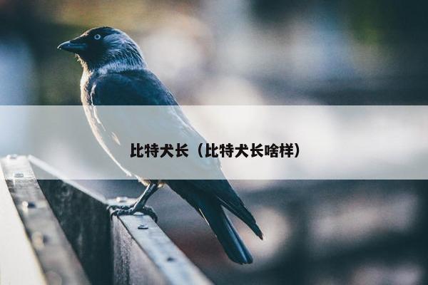 比特犬长（比特犬长啥样）