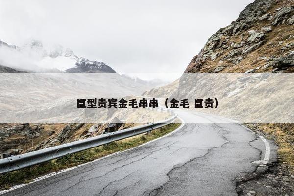 巨型贵宾金毛串串（金毛 巨贵）