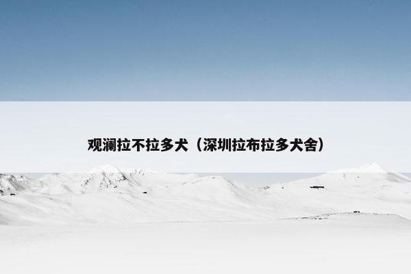 观澜拉不拉多犬（深圳拉布拉多犬舍）