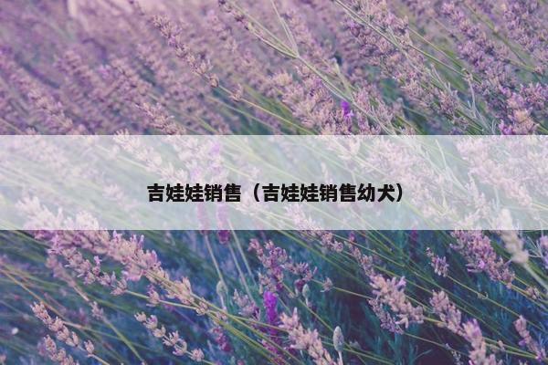吉娃娃销售（吉娃娃销售幼犬）