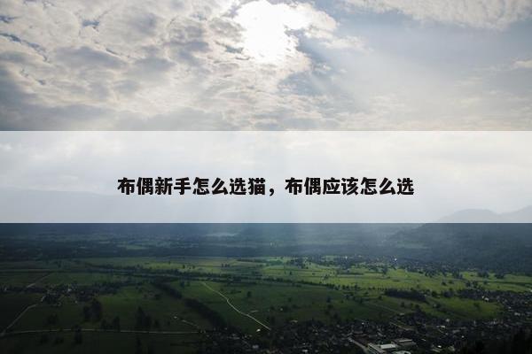 布偶新手怎么选猫，布偶应该怎么选