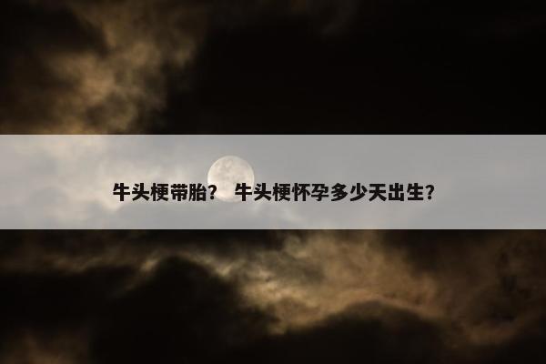 牛头梗带胎？ 牛头梗怀孕多少天出生？