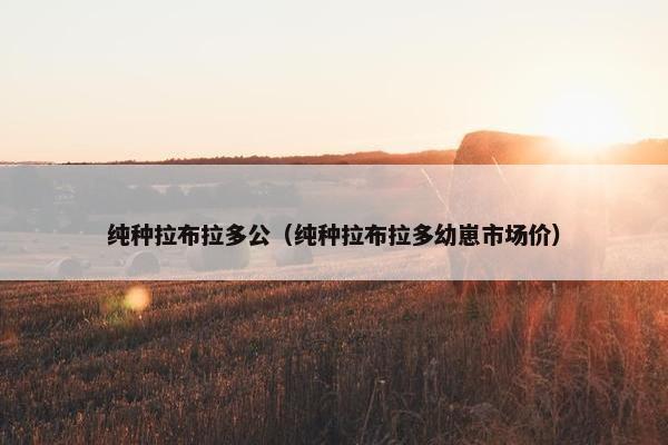 纯种拉布拉多公（纯种拉布拉多幼崽市场价）